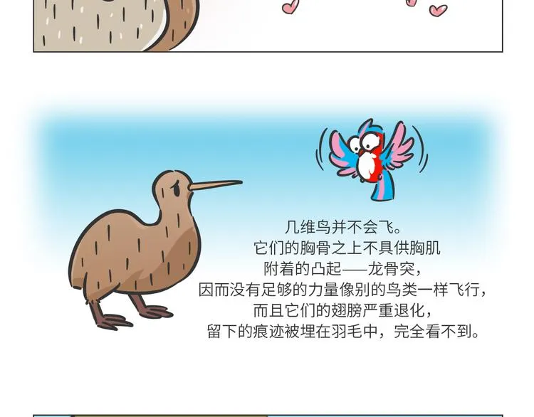 科普番外——新西兰的几维鸟2