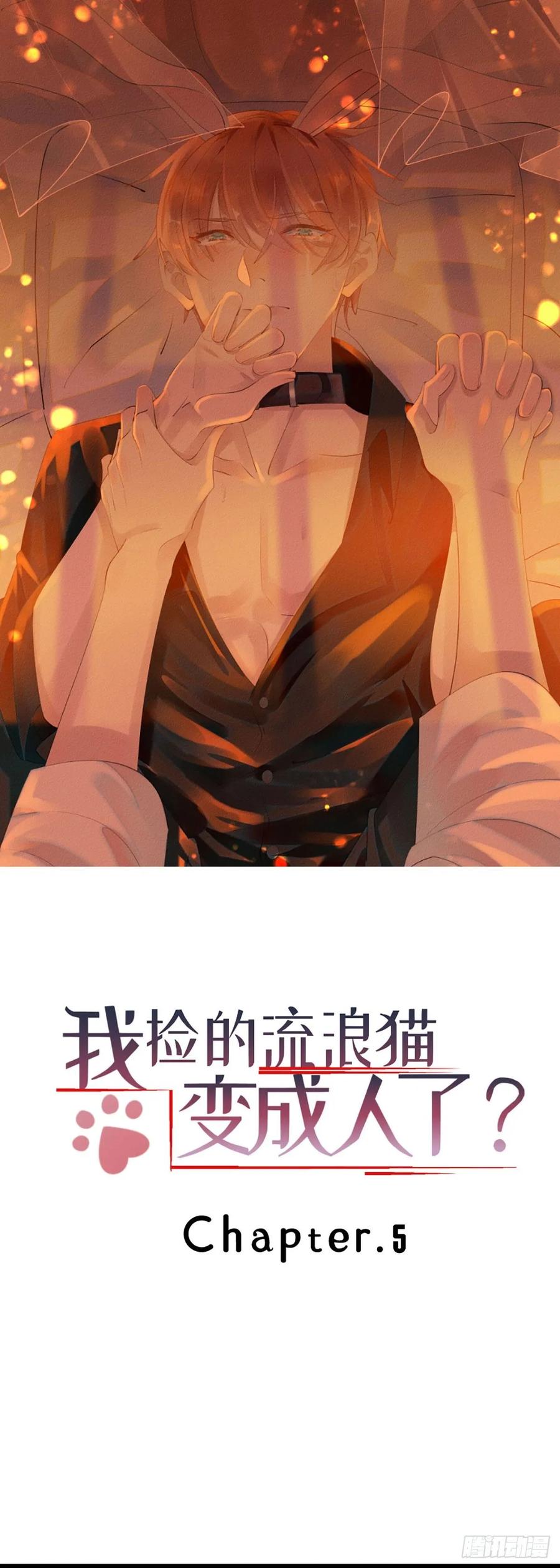 5.终于把小猫咪拐回家了！0