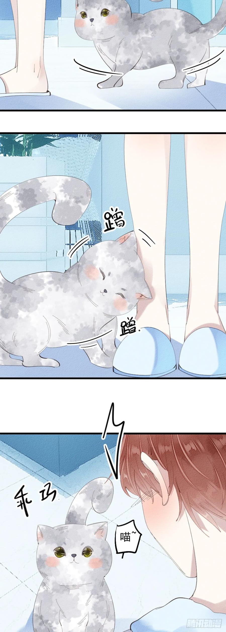 5.终于把小猫咪拐回家了！4