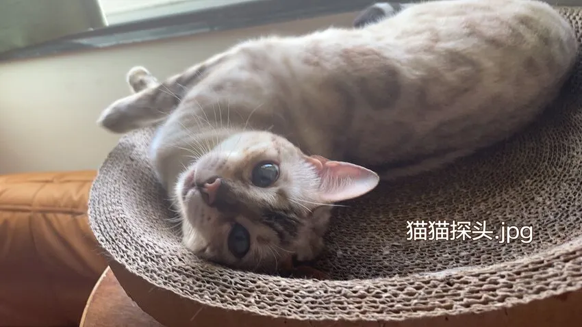 监守被盗漫画,012 寝室冲突1图