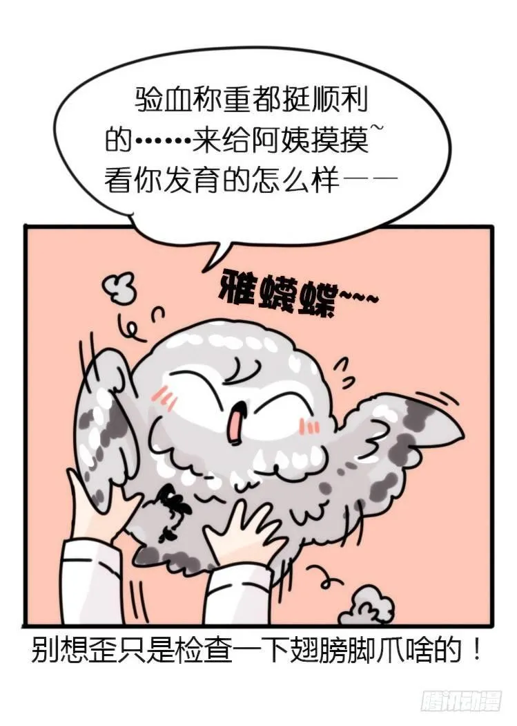 金华至江西望仙谷旅游攻略漫画,飞吧小少爷：长大成鸟之后…5图