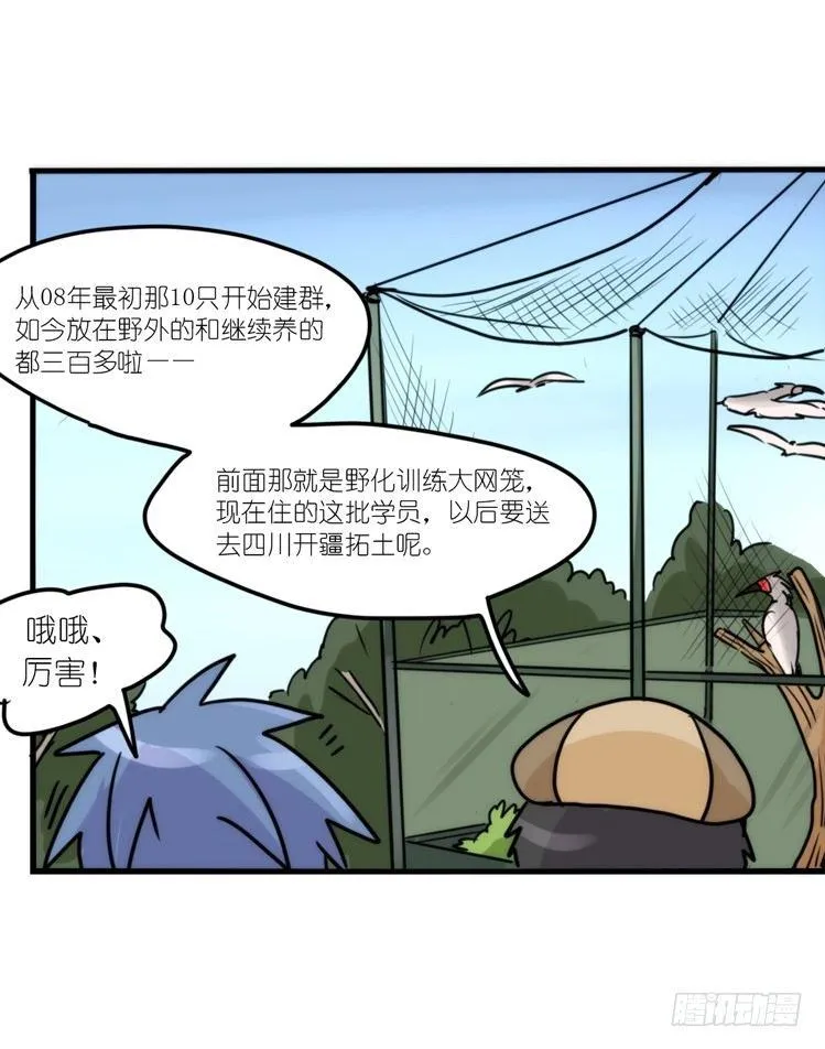 金华至江西望仙谷旅游攻略漫画,使命篇19：重振绯羽①4图