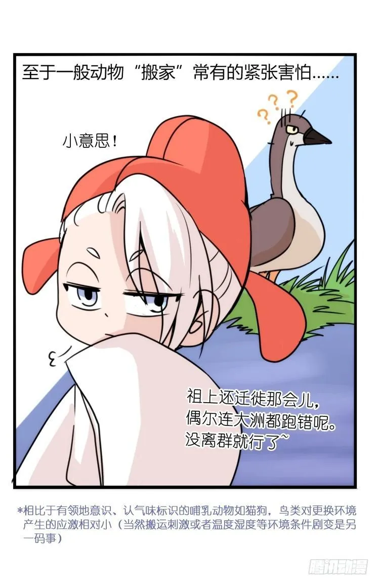 金华至江西望仙谷旅游攻略漫画,家有鹅霸：万事开头难5图