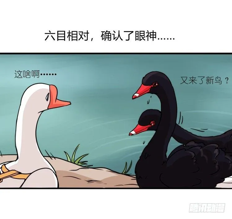 金华至江西望仙谷旅游攻略漫画,家有鹅霸：校方认证彩虹风景线3图