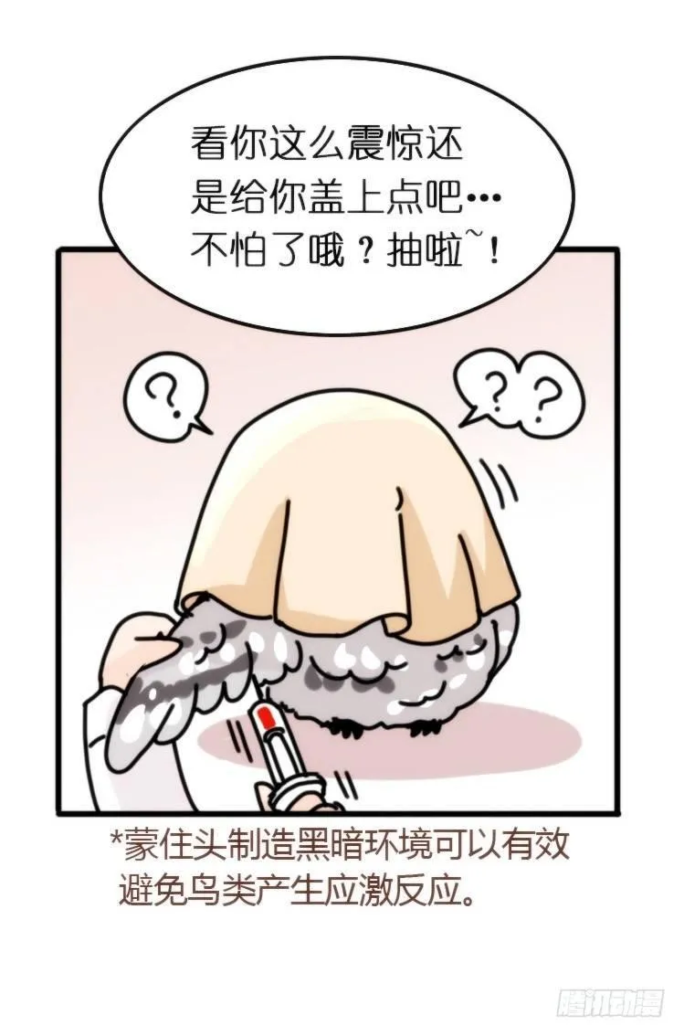 金华至江西望仙谷旅游攻略漫画,飞吧小少爷：长大成鸟之后…3图