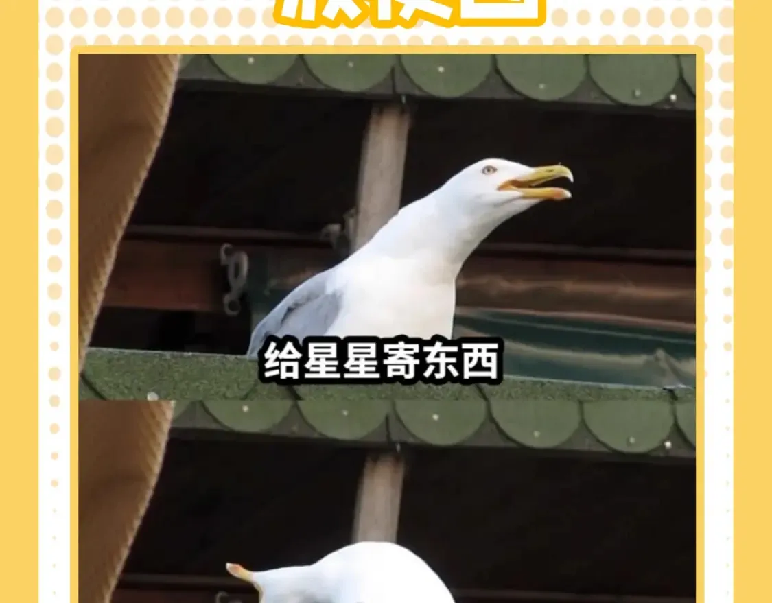 第38期 特别企划：一波梗图来袭！2