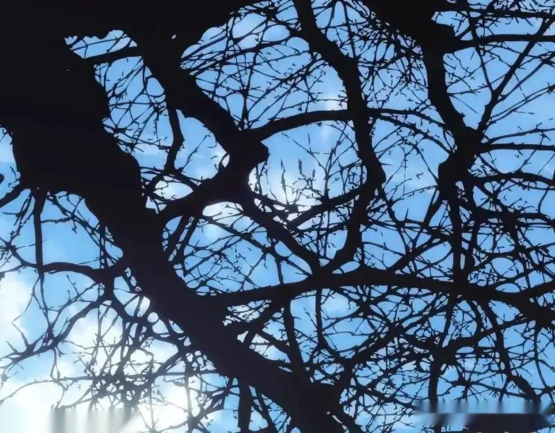 某个继母的童话~漫画,第160话 准备决斗1图