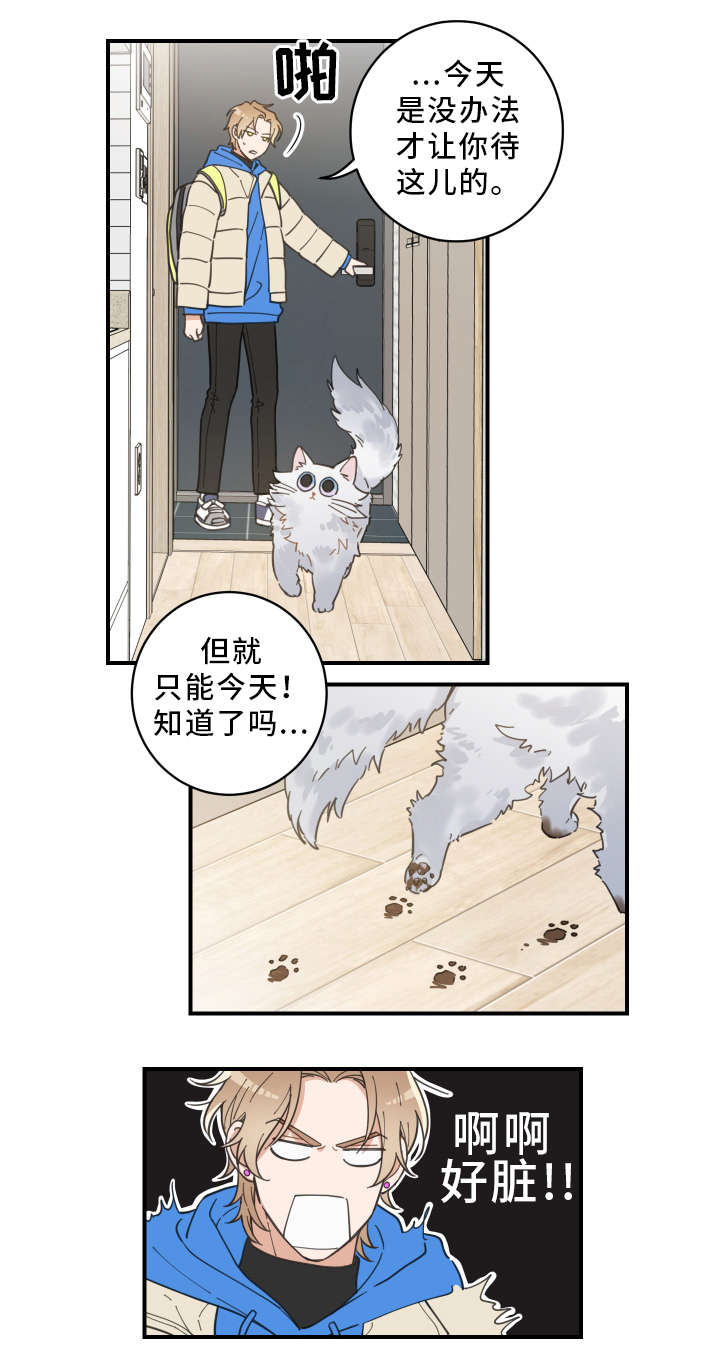 亲爱的喵君小说推文漫画,第2章：白猫4图