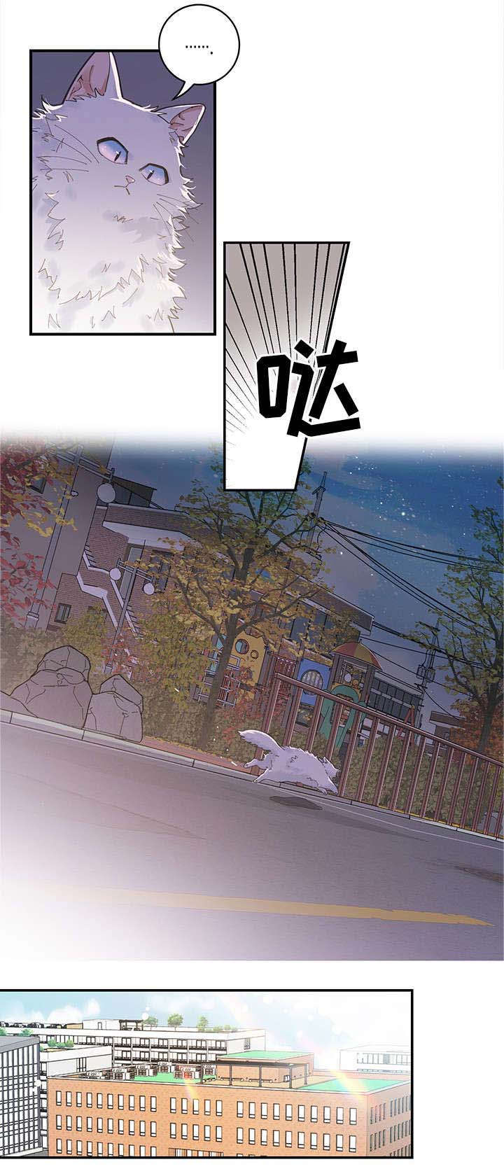 亲爱的喵君免费下拉式漫画,第1章：传说5图